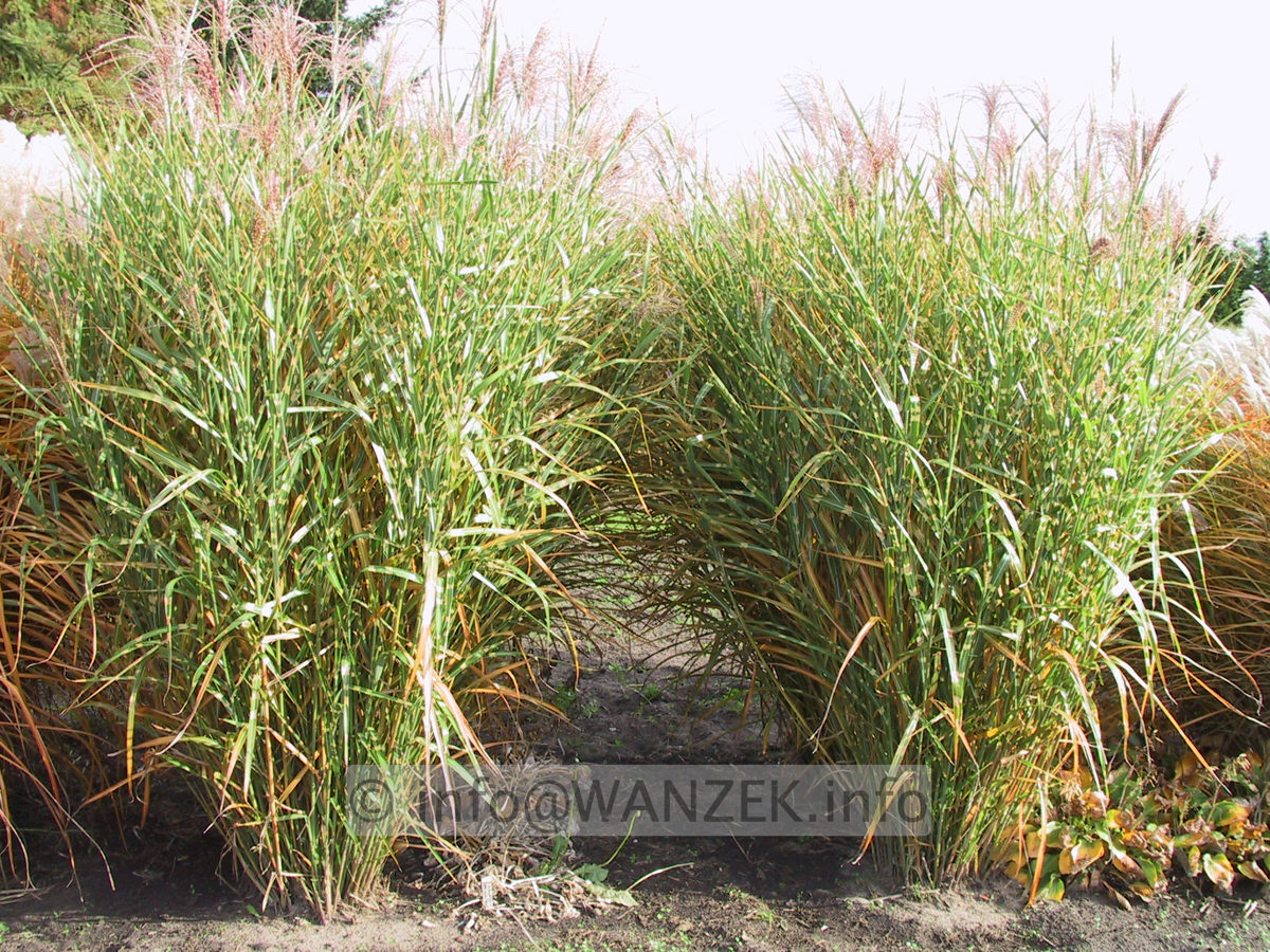 Miscanthus sinensis September.JPG